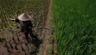 Rice fields in Indonesia. File photo for representation only.