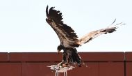 A young eagle trained to catch drones displays its skills during a demonstration organized by the Dutch police as part of a program to train birds of prey to catch drones flying over sensitive or restricted areas, at the Dutch Police Academy in Ossendrech