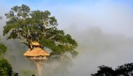 As part of the Gibbon Experience, you sleep in some of the tallest treehouses in the world deep in the jungle in northwest Laos. (Photo by Felipe Rodriguez Vasquez for The Washington Post)