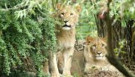 Picture taken on September 20, 2016 shows the male lions Motshegetsi (L) and Majo in their enclosure at the zoo in Leipzig, eastern Germany. (AFP / dpa / Jan Woitas)