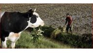 A farmer harvests rice at a rice paddy at Ambohimanambola near Antananarivo in this 2009 file photo. REUTERS/Siphiwe Sibeko