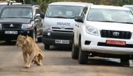 A lioness walks along a road as visitors sit in their vehicles at National Park in Nairobi, Kenya, July 12 ,2014. (REUTERS/Edmund Blair)