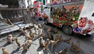 Monkeys eat fruits and vegetables during the Monkey Buffet Festival, near the Phra Prang Sam Yot temple in Lopburi province, north of Bangkok, Thailand November 27, 2016. REUTERS/Chaiwat Subprasom