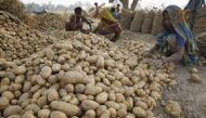 Farmers sort potatoes at a field in Badi Gohari village near Allahabad April 1, 2010. Researchers in India have developed a genetically modified potato that is packed with up to 60 percent more protein and increased levels of amino acids. REUTERS/Jitendra