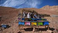 In this photograph taken on November 5, 2016, Afghan Hazara women beekeepers check beehives as they work at a bee farm in the Yakawlang District of Bamiyan Province. AFP / Wakil KOHSAR 