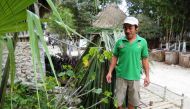 Taking a break from serving breakfast to visitors at the community lakeside eco-resort of Sijil Noh Ha, which means “Where the Lake is Born”, Samuel Montalvo looks at the leafy wild chaya plant (centre), which is used in egg dishes, soup, tea and baking f