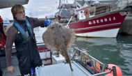 This file photo shows French fisherman Daniel Kerdavid getING ready to kill a ray according to the Japanese technique Ikijime onboard his boat Miyabi in Quiberon, western France. Ikejime is a special Japanese slaughter technique for fish, that is now also