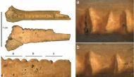 The raven bone carved by Neanderthals discovered in Crimea | FRANCESCO D'ERRICO