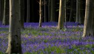 (FILES) This file photo taken on April 15, 2017 shows bluebells in the Hallerbos in Halle. With its majestic beech forest, its serpenting trails in its small valleys and its astonishing sea of blue hyacinths, the Hallerbos, southern Brussels, attracts mor