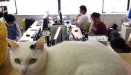 This May 16, 2017 picture by AFPBB News shows a cat at an IT office in Tokyo. AFP PHOTO / AFPBB NEWS / YOKO AKIYOSHI 