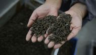 This picture taken on February 23, 2017 shows black soldier fly larvae at a farm in Pengshan, in southwest China's Sichuan province. AFP / Wang Zhao 
