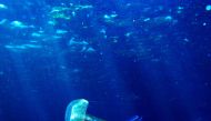 A jellyfish floats in the Mediterranean sea off the south coast of the Balearic island of Mallorca. Dani Cardona / Reuters