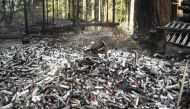 Thousands of used butane cans used to process concentrated marijuana dumped in the forest in Humboldt County, California are pictured in this undated handout photo obtained by Reuters July 25, 2017. California Department of Fish and Wildlife/ via Reuters