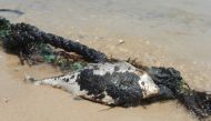 A handout photo provided by the Kuwaiti news paper al-Anbaa on August 13, 2017, shows a dead fish covered in oil on the shore of Kuwait's southern Ras Al-Zour area. AFP photo / Al-Anbaa 