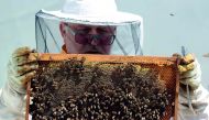 Beekeeper Franc Petrovcic checks a beehive on the roof of the cultural centre Cankarjev Dom in Ljubljana.