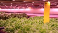 Salad leaves, herbs and leafy greens grow inside a warehouse run by GrowUp Urban Farms in Beckton, London, July 25, 2017 (Thomson Reuters Foundation / Lin Taylor) 