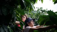 Coffee grower Rubiela (R) and her daughter Camila pick coffee in San Carlos, Colombia July 14, 2017. Reuters/Federico Rios