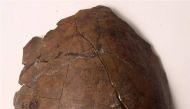 The cranium of a person who lived in what's now Papua New Guinea, 6,000 years ago is pictured in this undated handout photo obtained by Reuters October 25, 2017. Arthur Durband/The Field Museum/Handout via REUTERS