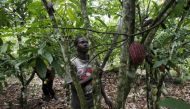 A farmer works on a cocoa plantation in the protected Gouin-Debe forest in Blolequin department, western Ivory Coast August 17, 2015. Reuters/Luc Gnago