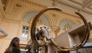 A visitor looks at a complete mammoth skeleton that is displayed before its auction by Aguttes auction house in Lyon November 17, 2017. Reuters 