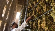 In this photograph taken on October 5, 2017, an Afghan farmer inspects grapes inside a drying room in the Deh Sabz district of Kabul. AFP / WAKIL KOHSAR 