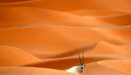 (FILES) This file photo taken on March 01, 2016 shows an Arabian Oryx at the Arabian Oryx Sanctuary in Umm Al-Zamool, some 290 kilometres south of Abu Dhabi near the border with Oman and Saudi Arabia. AFP / KARIM SAHIB