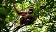 A Bornean orangutan is seen in this photoworldwildlife.org photo