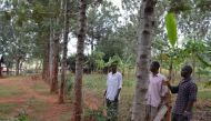 A view of trees being used as living fence posts on the Ebunyiri village farm of Western Kenya farmer Tom Joseph Olumasai Nyangweso, January 9 2018. Thomson Reuters Foundation/Isaiah Esipisu