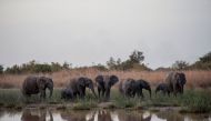 File photo of a herd of elephants feeding around the waterhole in late afternoon at Pendjari National Park near Tanguieta on January 10, 2018. / AFP / STEFAN HEUNIS