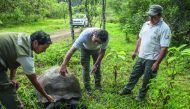 A Santa Cruz Island adult giant tortoise (Chelonoidis Donfaustoi) is examined by the director of the Galapagos National Park, Walter Bustos (C), and two park rangers on Santa Cruz Island, in the remote Ecuadorean archipelago 1000 km off South America's Pa