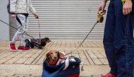 A dachshund waits in a bag before taking part in the city's first 