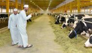 The herd will be settled at Baladna Farms, 50 kilometers (31 miles) north of Doha. The location, which includes an amusement park, restaurant and sheep, has almost become a pilgrimage site for Qatari and foreign visitors who bear witness at the automated 