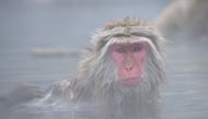 Image of a Japan's snow monkey used for representation. 