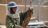 Beekeeper Frozan, 16, checks a beehive in the Marmul district of Balkh province, Afghanistan March 29, 2018. Picture taken March 29, 2018. REUTERS/Stringer