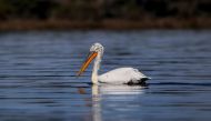 This picture taken on March 11, 2018, shows a curly pelican in the Karavasta lagoon, part of the Divjake Karavasta National Park. AFP / Gent SHKULLAKU