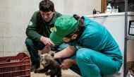 This handout photo relased by Four Paws Foundation and dated April 22, 2018, shows Members of the foundation looking at one of three three-months old bear cubs found by the Bulgarian authorities in the wild in the Rhodope mountains, rescued at the Dancing