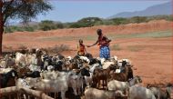 Pastoralists herding sheep and goats in Isinya, Kenya, September 28, 2017. Thomson Reuters Foundation/Isaiah Esipisu