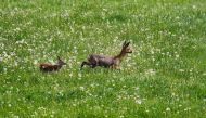 A fawn and its mother stand on a meadow in Breckerfeld, western Germany, on Mother's Day, May 13, 2018. AFP / Sascha Schuermann