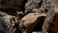 Aoudads scamper across rocks at Hueco Tanks State Historic Site outside of El Paso, Texas. Washington Post photo by Katherine Frey
