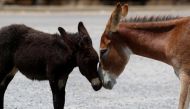 Wild donkeys are seen in Karpasia peninsula in northern Cyprus in this file picture taken on August 3, 2017.  Reuters/Yiannis Kourtoglou