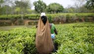 A tea garden worker plucks tea leaves on an estate in Assam, India, April 21, 2015. Reuters/Ahmad Masoodc