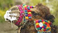 File photo of a wrestling camel is paraded through the main street in the western Turkish town of Selcuk January 15, 2005. REUTERS/Fatih Saribas FS/