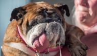 Zsa Zsa, an English Bulldog, drools while competing in The World's Ugliest Dog Competition in Petaluma, north of San Francisco, California on June 23, 2018. AFP / JOSH EDELSON