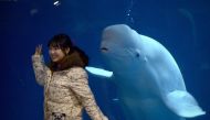 In this file photo taken on January 10, 2016 a woman poses for a photo in front of a beluga whale at a zoo in Beijing.  AFP / Wang Zhao