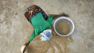 A woman from the Daborin Single Mothers Association gathers rice at a small processing plant in the northern Ghanaian town of Bolgatanga, February 1, 2008. Reuters/Finbarr O'Reilly