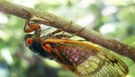 A cicadas pictured in in Ohio, West Virginia in May 2016. (Hyungwon Kang HK/Reuters) 