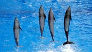 File photo: Dolphins perform during a press visit May 10, 2017 at the Marineland Zoo in Antibes, France. (Reuters / Eric Gaillard) 