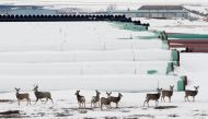 Deer gather at a depot used to store pipes for Transcanada Corps planned Keystone XL oil pipeline in Gascoyne, North Dakota, January 25, 2017. (Reuters/Terray Sylvester) 