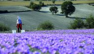 Evangelia Patsioura pauses as she harvests saffron flowers at her family’s field in the town of Krokos, Greece.