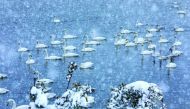 Wild swans glide across the lake of the Yinghuahu Park during snowfall in Rongcheng in China's eastern Shandong province on December 7, 2018.  AFP 